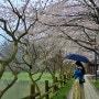 광주 전평제 근린공원 벚꽃 산책