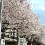 4월4일 불광천 실시간 벚꽃 현황, 은평구 벚꽃 축제!