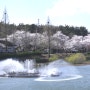 군산벚꽃축제 월명공원 은파호수공원 벚꽃 개화 만개 시기 궁금