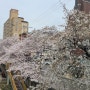 성우오스타 온천장부동산 점심 먹고 온천천 벚꽃 나들이