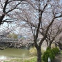 실시간 황구지천 벚꽃길 주말나들이 고고