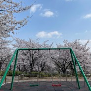인천 숨은 벚꽃 명소 신석체육공원 찐이야