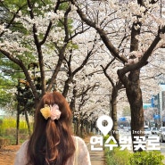 인천 한적한 벚꽃명소 연수 벚꽃로, 원인재, 인하대학교