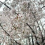 [일상] 벚꽃 보는 재미로 지낸 4월 보름 기록