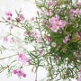 봄을 닮은 허브꽃, 봄꽃 피나타 키우기, 보르니아피타나