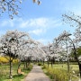 서울 용산가족공원 벚꽃 명소 어제부터 만개