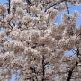 수원 신동수변공원 벚꽃 만개🌸 반려견과 산책하기 좋은 공원 추천🐶