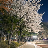 안양 평촌 중앙공원 벚꽃 피크닉 후기