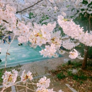 광주 운천저수지 벚꽃 개화상황 실시간 및 명당 자리 공유