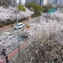 여의도 벚꽃길을 흥얼거리며 다녔다. <봄날은 간다/김윤아>