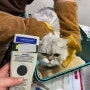 일본 도쿄로 강아지 고양이 데려가는 방법 : 일본으로 가는 페르시안 앙꼬 일본 여행 이민 주재원 유학 입국 출국 동물검역 절차 비용