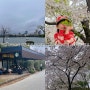 일본 후쿠오카 당일치기 가볼만한곳 오호리공원 벚꽃 및 스타벅스 정보