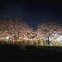 충훈부 벚꽃길 걷기