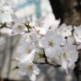 인천 중앙공원 봄이 초긴 왔네요. 꽃사진(벚꽃, 개나리, 목련)