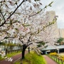대전 수제초콜릿 프리미엄 마카롱 전문점 르쇼콜라데디유 봄의 선물 벚꽃, 개나리, 진달래