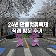 [후기] 2024 안동 벚꽃 축제 방문, 안동 벚꽃 실시간정보