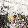 [서울 벚꽃 Top 10] 올림픽공원, 현충원…벚꽃 명당을 찾아라