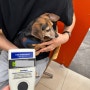 미국으로 가는 동물검역 절차를 준비한 닥스훈트 위니 : 강아지 고양이 미국 여행 이민 데려가는 방법