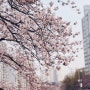 [서울/수유] 서울 벚꽃명소 우이천 개화 상태 벚꽃 축제 야경 명소
