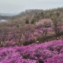 [부천가볼만한곳]핑크동산이 예술인 원미산 진달래