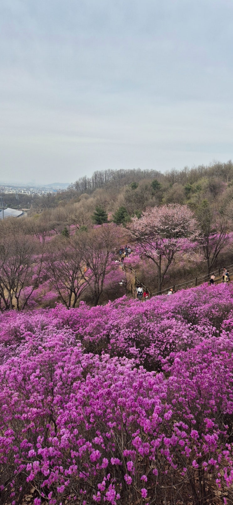 [부천가볼만한곳]핑크동산이 예술인 원미산 진달래