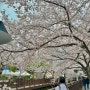 [진해] 벚꽃보러 여좌천로망스다리 갔다왔어요 :)
