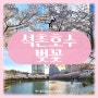 석촌호수 벚꽃 개화 2024 실시간 잠실 데이트 주차 콘서트 정보