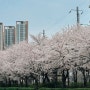 안양 벚꽃 명소 (금정역, 평촌 학원가, 연현 습지 공원길)