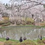 경주 보문정 벚꽃 실시간 개화