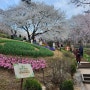 2024 서대문구 안산 벚꽃 봄빛축제 홍제폭포 후기