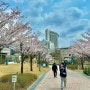 연세대학교 벚꽃 구경