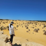 [호주 여행] day 9 🇦🇺 서호주 로드트립 ⑦일차, 더 피나클스 데쎄르, 란셀린 사막 샌드보딩, 얀셉 국립공원 🦘