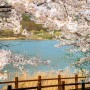 [인천·경기 벚꽃 Top 10] 에버랜드, 7km 드라이브길…남한산성엔 1만5000그루