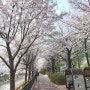 집근처 벚꽃 구경