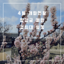 [4월 개화현황] 창경궁 매화 & 경희대 벚꽃