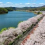 `수원 벚꽃지존`5곳 전국 명소와 어깨 나란히