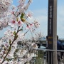 오늘 여의도 벚꽃 만개 상황- 꽃과 함께하는 점심시간 힐링