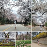 인천대공원 벚꽃 2024년 축제기간 포토존 위치