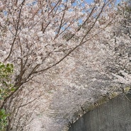 일본에서도 찾아오는 거제도 장승포 벚꽃 스팟