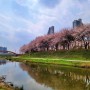 멋있게 만개한 안산 벚꽃 명소 호수공원 화정천 봄 풍경