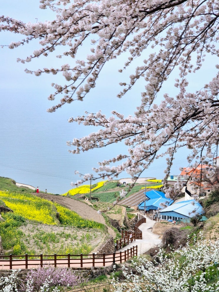 기차타고 당일여행 2- 남해바다뷰 [남해라운지32카페]/ 유채꽃과 벚꽃 [다랭이마을] /[삼대광양불고기] : 네이버 블로그