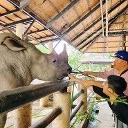 태국 동물원 파타야 카오 키여우 오픈주 (KHAO KHEOW ZOO)