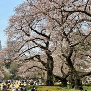 도쿄 벚꽃 명소 :: 신주쿠교엔 예약 입장료 메구로강 벚꽃길 우에노공원 실시간 개화상황