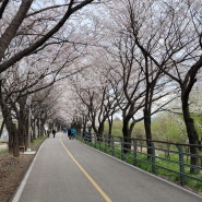 2024 양평 갈산공원 벚꽃 현황