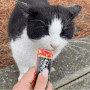 후쿠오카 고양이와 함께 힐링했던 후쿠하마 해변 추천