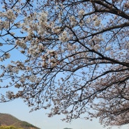 시흥 벚꽃 명소 물왕호수 산책하기 좋은 둘레길 벚꽃길