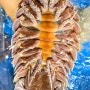 푸꾸옥 해산물 식당 랑카(Nhà hàng hải sản Làng Cá)- 바티노무스(바다의 바퀴벌레) 후기