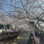 [4월초일기] ※주의※ 벚꽃 사진이 절반 이상임