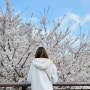 서울 양재천 벚꽃축제, 벚꽃이 만개한 양재천에서 여의천까지 산책, 경로, 위치