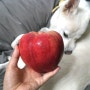 강아지 사과 사과껍질 먹어도될까 급여량은